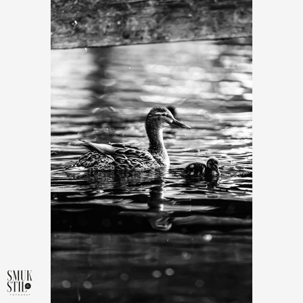 BNW Andemor p tur