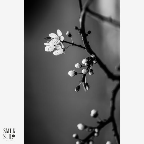  BNW-Hvidtjrn-1