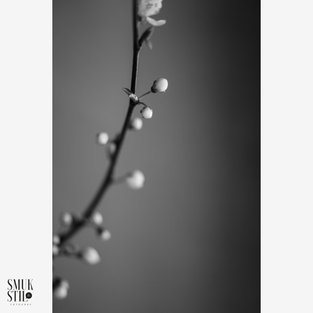 BNW Hvidtjrn #2