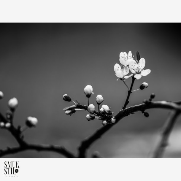 BNW Hvidtjrn