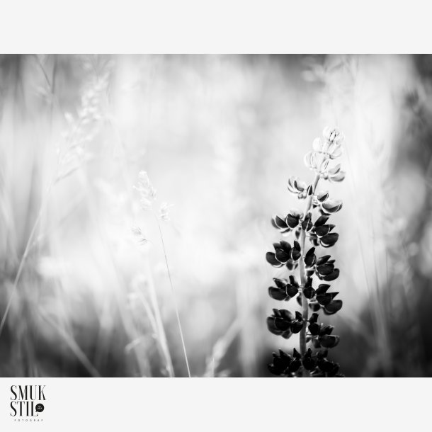 BNW Lupin