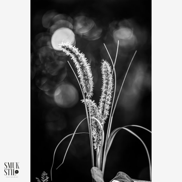 BNW Neg