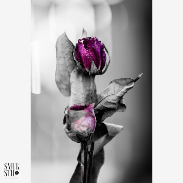 BNW Rose
