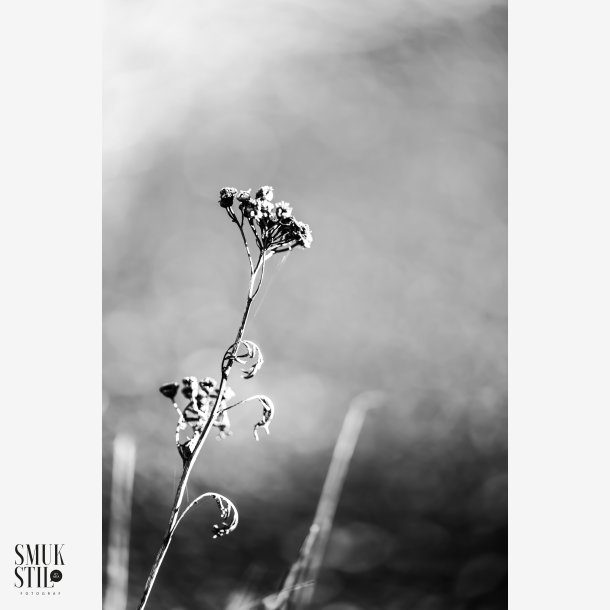 BNW sgen efter lyset