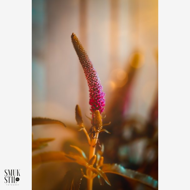Blomst i aftensol
