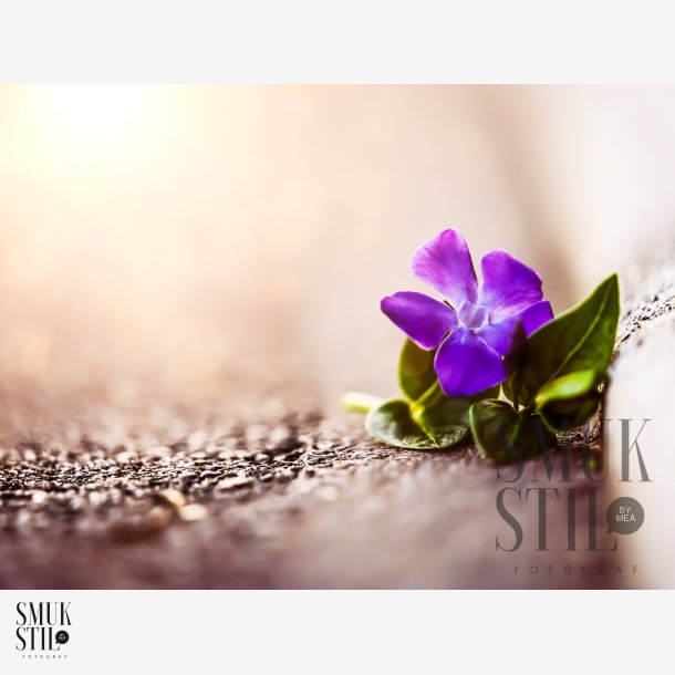 Postkort - Blomst i vejkanten