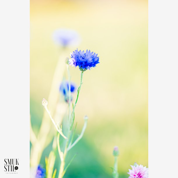Engblomster