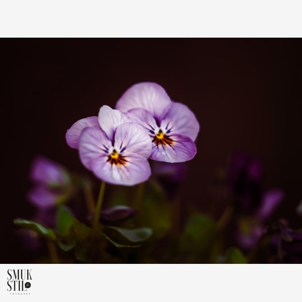 Flowers in the night
