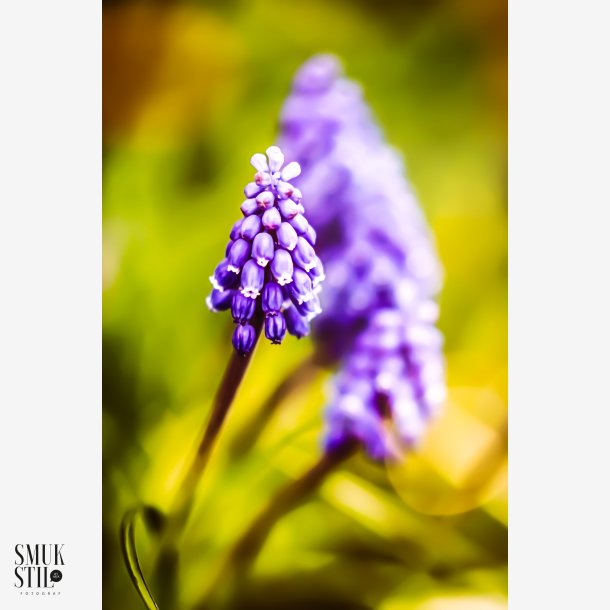 Just purple