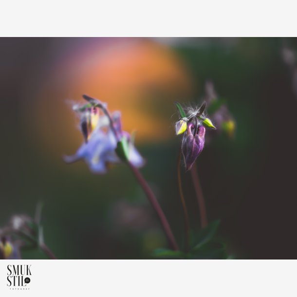 Klokkeblomst
