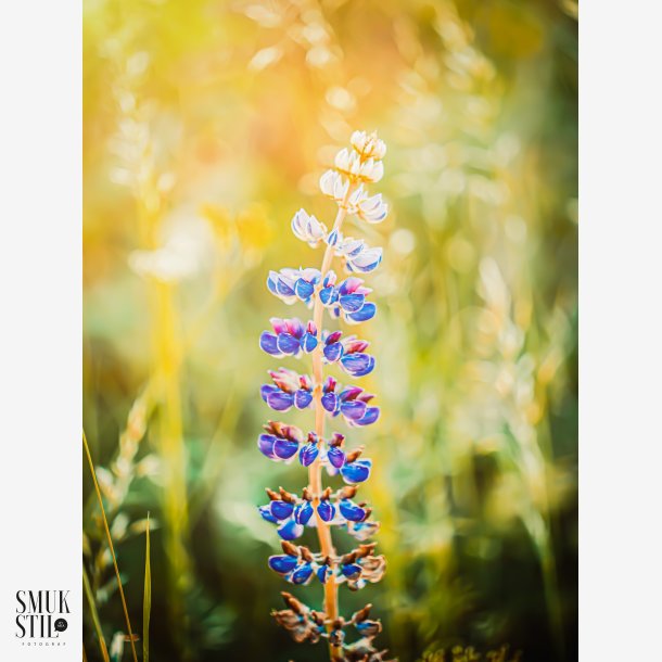 Lupin i morgensol