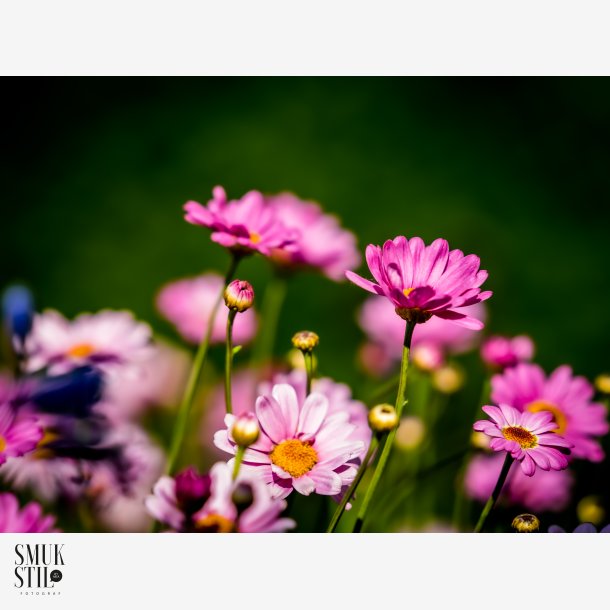 Lyserde blomster fra den lokale blomsterhandler