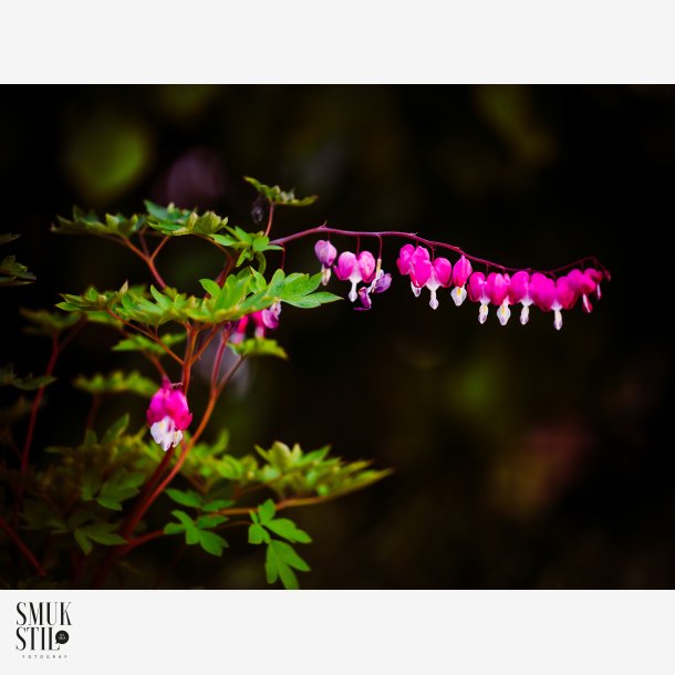 Pink forest