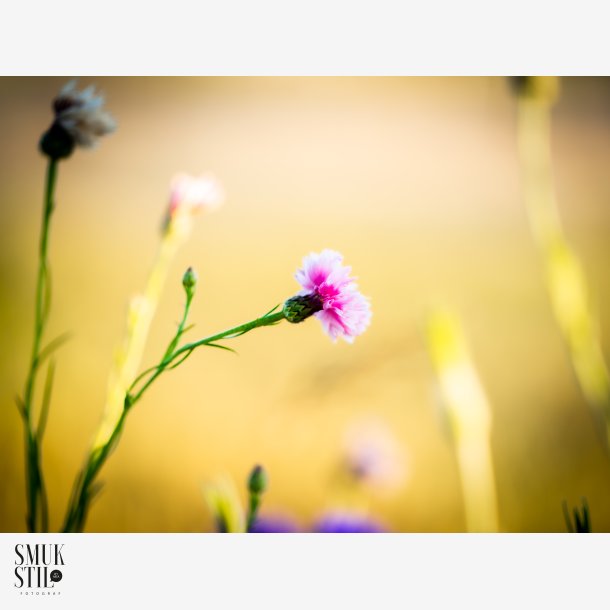 Pynteblomster