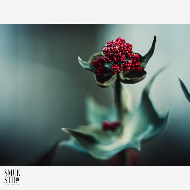 Red Flower