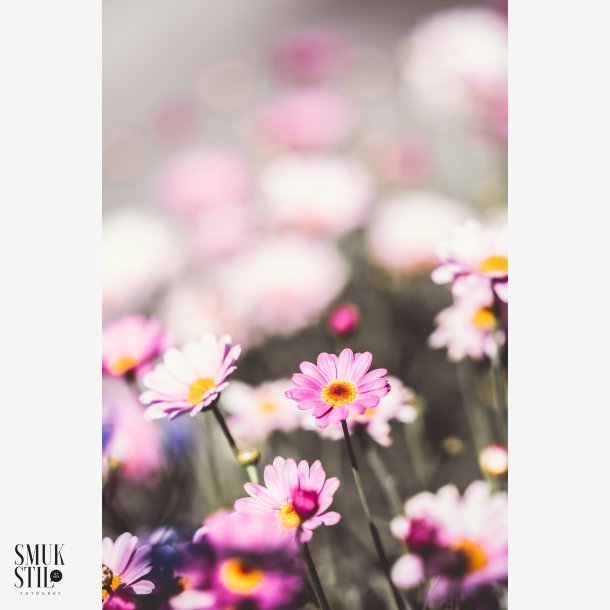 Stvet Pink