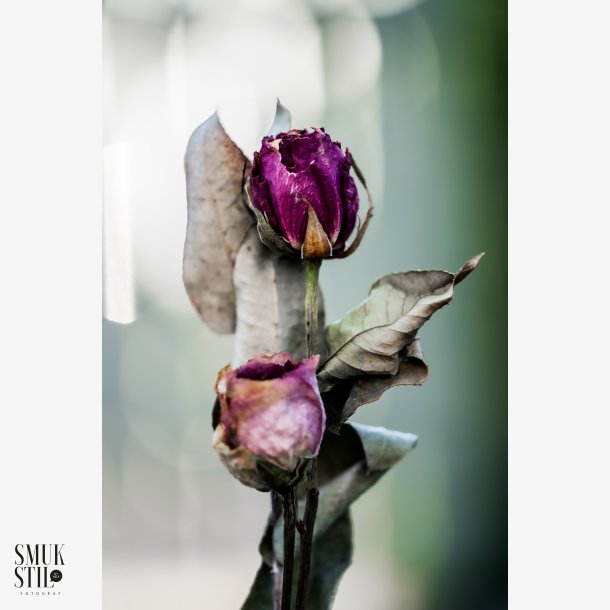 Trret Rose