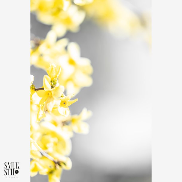 Yellow FlowerPower